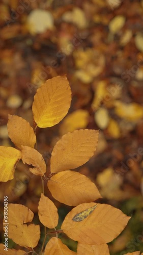 Cinematic camera rotation. A branch with yellow leaves in close-up. A walk along the gorno-canyon river. Autumn golden forest .The ground is strewn with foliage.