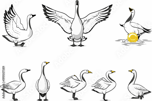 A collection of white swans and goslings in various poses