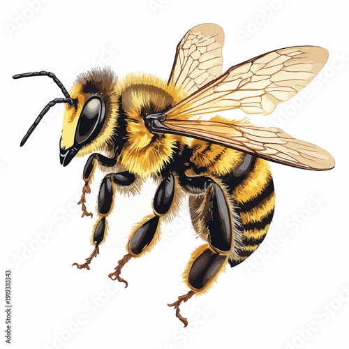 honey bee design very cool