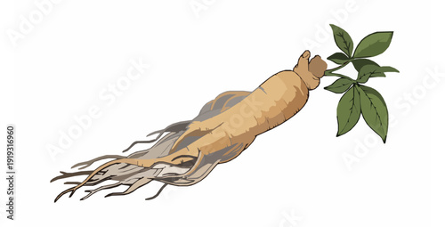 Fresh ginseng root botanical vector illustration isolated