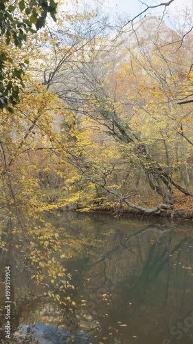 A walk along the gorno-canyon river. Golden autumn forest from a lower angle. Emerald water. Fallen yellow leaves float on the river. The ground is strewn with foliage. Cinematic flight.
