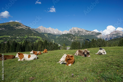 Alpine adventure in South Tyrol: cows grazing in Val Gardena, Puez-Geisler Mountains, Dolomites