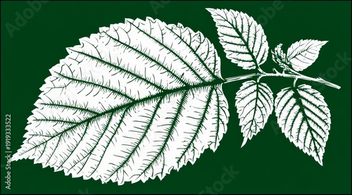 Leaf is drawn in white on a green background. The leaf is very thin and delicate, with a lot of detail