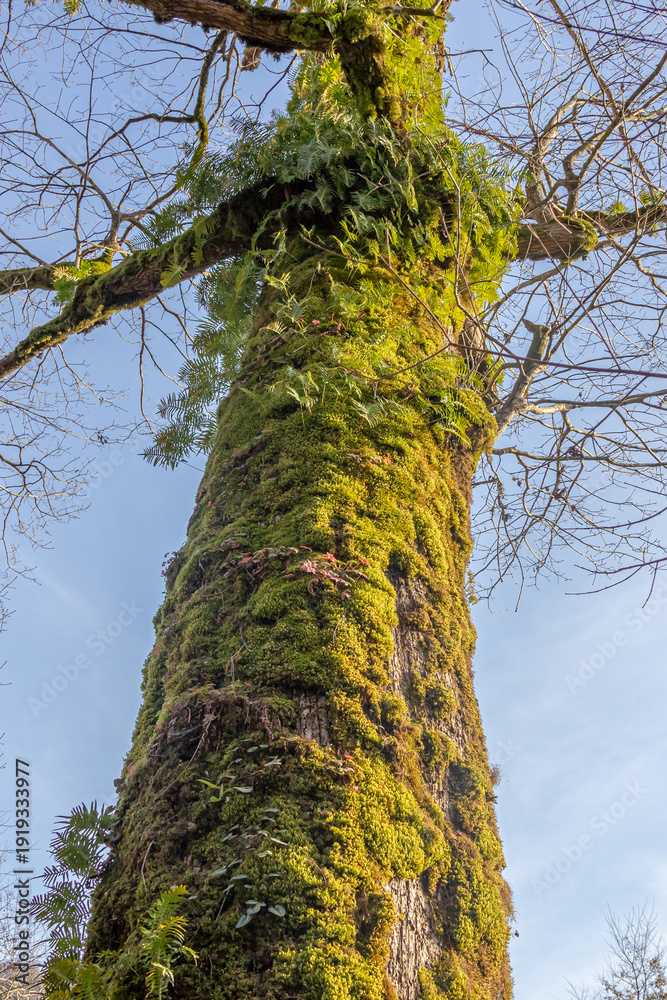 Fototapeta premium Green moss covers the trunks of trees in a humid forest. Mosses interfere with gas exchange, weakening the tree. Insects and their larvae can hide in the moss layer.
