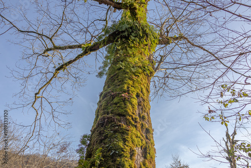 Fotografie Green moss covers the trunks of trees in a humid forest