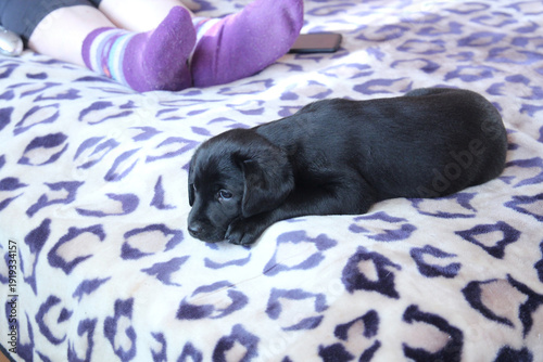 sad puppy waiting for attention and affection from owner