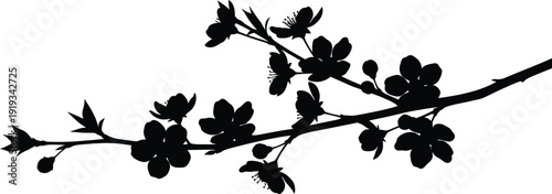 A beautiful spring blossom branch silhouette with delicate open flowers and tiny developing buds, a clean white background
