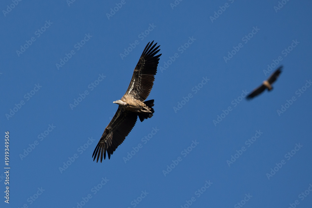 Obraz premium immature Rüppell's vulture (Gyps rueppelli), also called Rüppell's griffon vulture circeling high above Wondo Genet in Ethiopia