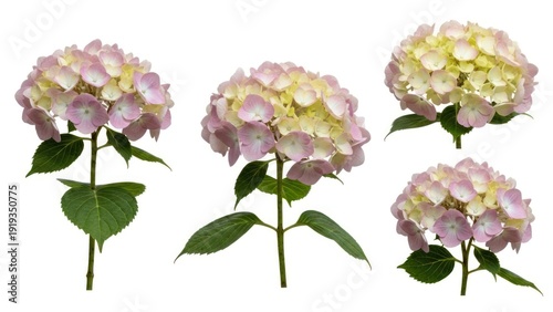 Isolated hydrangea blossoms with pink and yellow hues on white background
