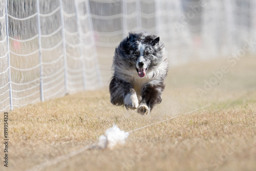 Blue merle Australian shepherd chasing a lure line