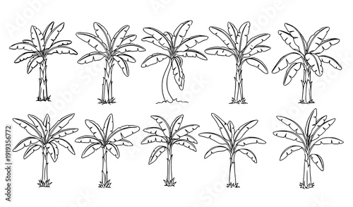 Hand drawn banana tree outline collection vector with tropical leaves and fruit isolated on white background for botanical clipart
