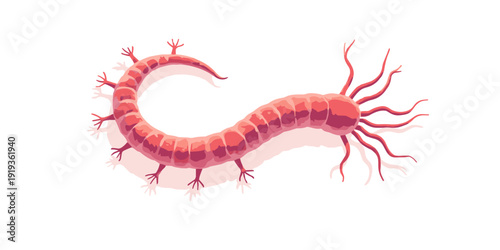 highly detailed 3D render Helicobacter pylori isolated white main body is helical, twisted, corkscrewshaped rod From one end corkscrew, tuft 4 to 6 long flagella extends outward
