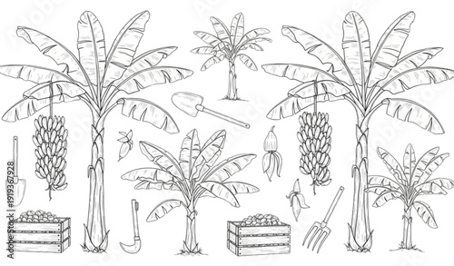 Hand drawn banana tree farming outline vector with tropical harvest elements isolated on white background for agricultural clipart