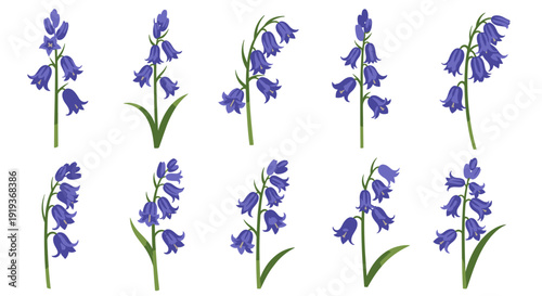 Collection of bluebell flowers with green stems