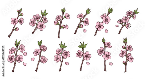 Collection of pink cherry blossom flowers with green leaves and branches