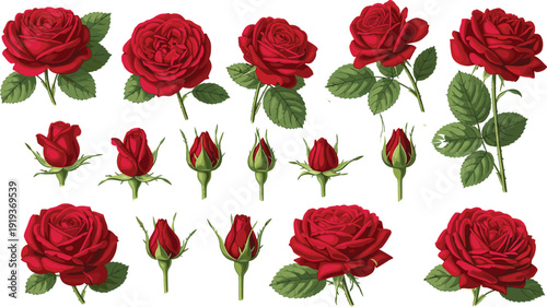 Collection of red rose flower heads and green leaf buds vector illustration isolated on white background for romantic floral design gardening and wedding decorations