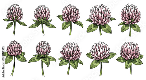 Collection of pink clover flowers with green leaves
