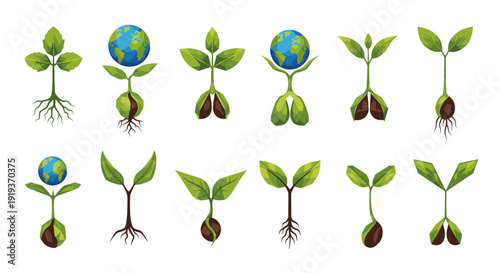 Sequence of plant growth stages from seedling to mature plant