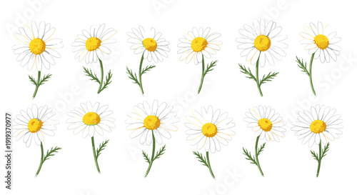 Collection of yellow daisy flowers with green stems