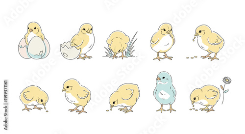 Collection of cute cartoon chicks in various poses and expressions