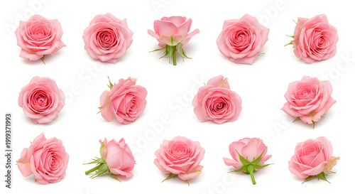 Wallpaper Mural Elegant collection of pink roses arranged in a visually pleasing composition Torontodigital.ca