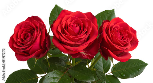 Wallpaper Mural Three vibrant red roses in full bloom with lush green leaves as a centerpiece. Torontodigital.ca