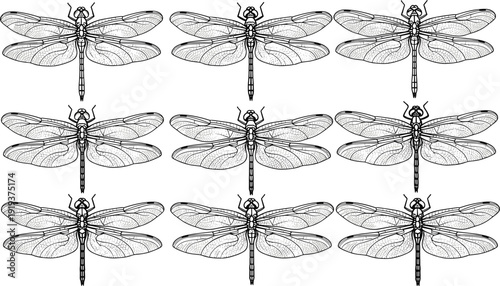 Dragonfly engraving collection, detailed insect wings illustration set, vintage hand drawn entomology vector isolated on white background