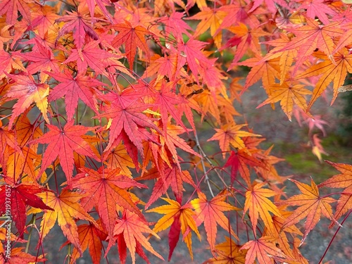 Obraz na plátně Close-up of vibrant red and orange Japanese maple leaves in autumn