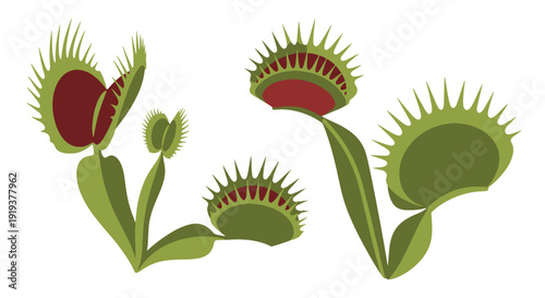 Venus Flytrap Line abstract bold color illustration