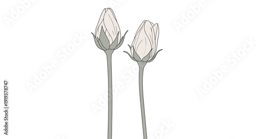 Two elegant white flower buds on long thin stems illustrated with a minimalist and soft color palette for botanical art.