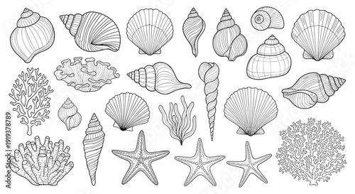 Comprehensive collection of diverse seashells, starfish, and coral species illustrated in a detailed line art style for beach themes.