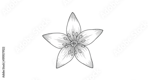 Five petal flower botanical sketch provides a clean and elegant floral element ideal for nature themed design projects and artistic compositions.