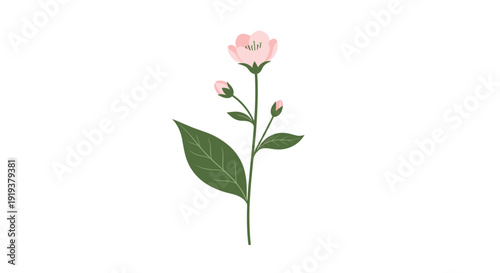 Delicate hand-drawn pink flower on a green stem with unopened buds and a single large leaf isolated on a white background.