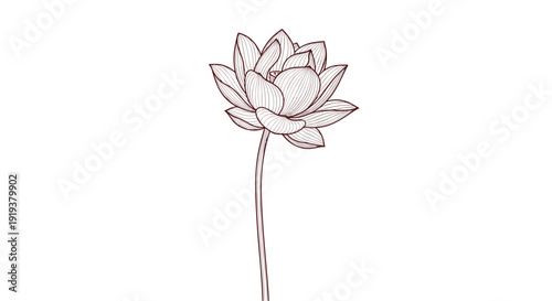Delicate lotus flower blossom on a long slender stem drawn with fine intricate line work and shading for a zen and peaceful aesthetic.