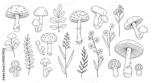 Botanical illustration set containing various wild mushrooms, wildflowers, and forest leaves in a classic hand drawn vintage style.