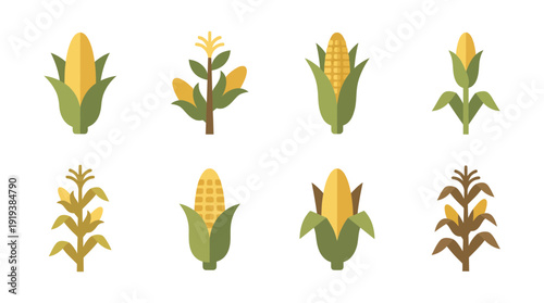 corn stalk , flat color vector set collection , white background , PNG and SVG