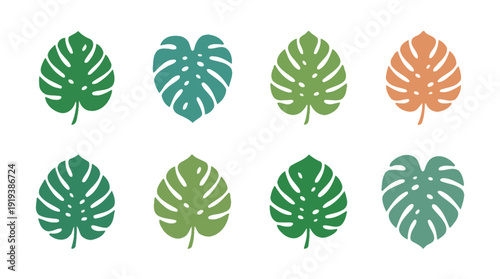 monstera leaf , flat color vector set collection , white background , PNG and SVG