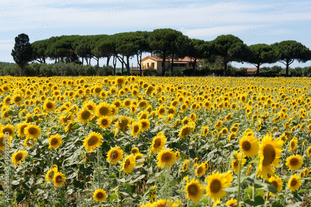 Φωτογραφία Italien - Toskana - Provinz Livorno - Sonnenblumen