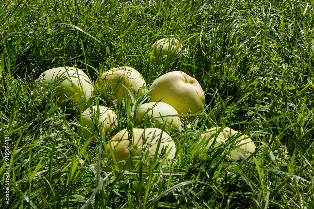 Fototapeta premium fresh tasty apples in grass