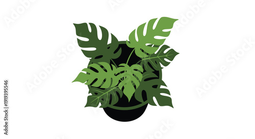 A vibrant monstera plant in a dark minimalist pot on a white background