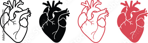 Set of four anatomically detailed human heart icons arranged horizontally for medical, anatomy, and healthcare illustrations