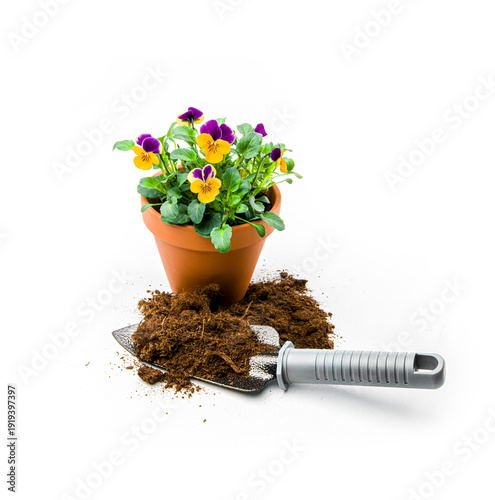 Stiefmütterchen in einem Tonblumentopf isoliert