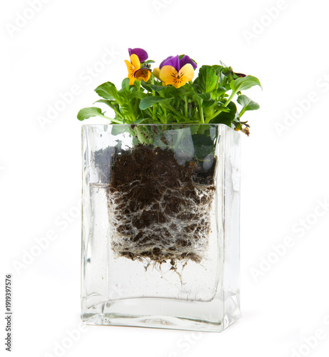 Stiefmütterchen mit Wurzelballen in einem Gefäß voll Wasser