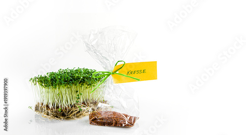 Gartenkresse mit Samen freigestell auf weissem Hintergrund