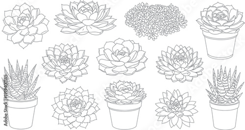 Collection of detailed line art illustrations featuring various types of succulent plants, including rosette shapes and potted aloe varieties, perfect for coloring books and natural designs.