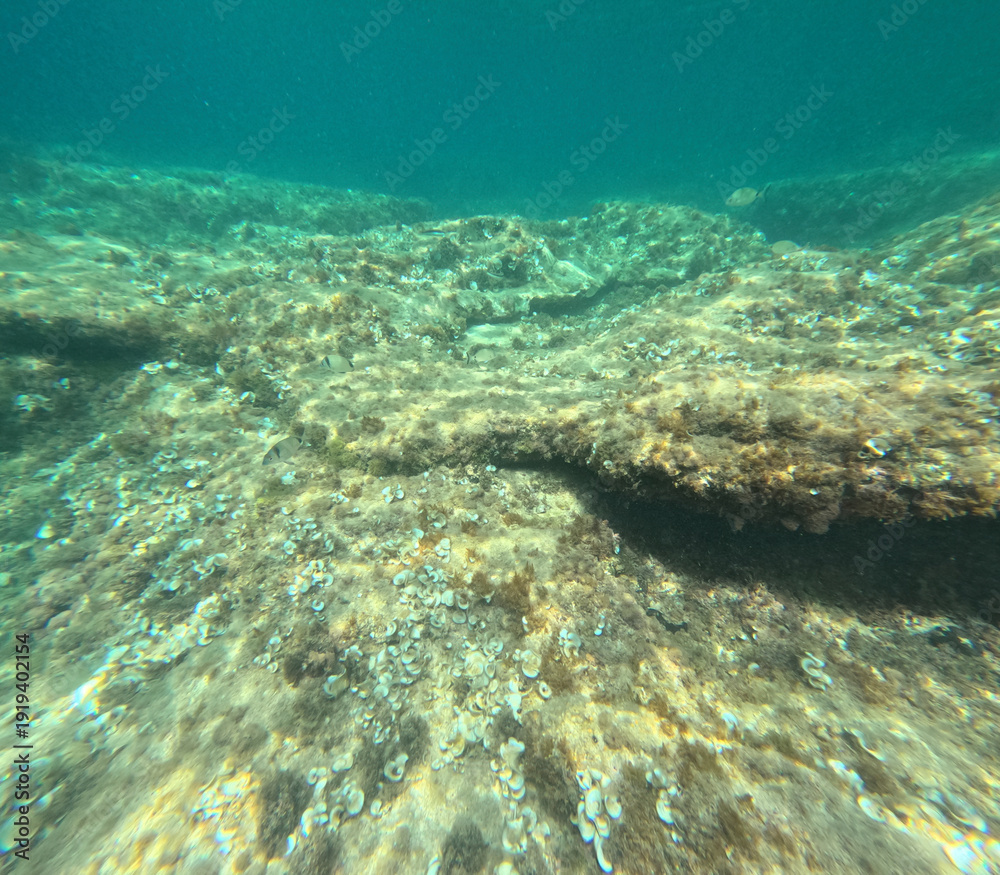 Obraz premium Underwater image clear water of the Mediterranean sea with sarpa salpa school of fish snorkeling in Moraira Alicante Spain