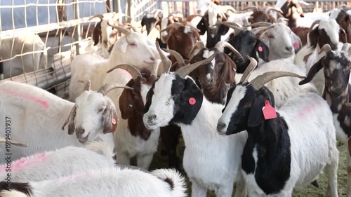 Sheep Flock on Farm in Countryside – Livestock Agriculture by drone
