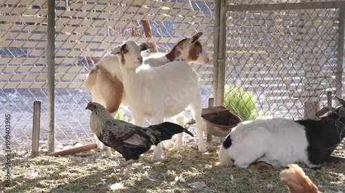 Sheep Flock on Farm in Countryside – Livestock Agriculture by drone
