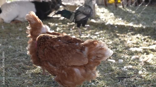 Chickens Walking on Farmyard – Poultry Farming Agriculture
