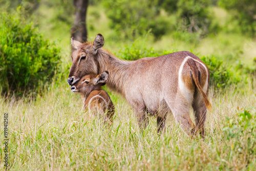 A Waterbuck with a baby in the wild in the grassland of Kruger Park Southafrica